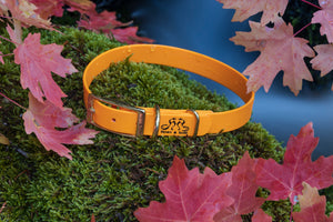 Henry & Sadie Pumpkin Orange Collar with SolidBrass Hardware on mossy rock surrounded by fall red  leaves