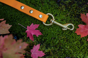Henry & Sadie Pumpkin Orange Lead covered with water droplets showcasing the  Solid Brass Hardware on Moss surrounded by fall leaves