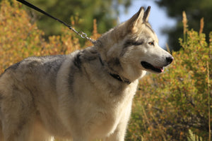 Picture of Sadie the Malamute in the tall grass using a Henry & Sadie Lead and Collar