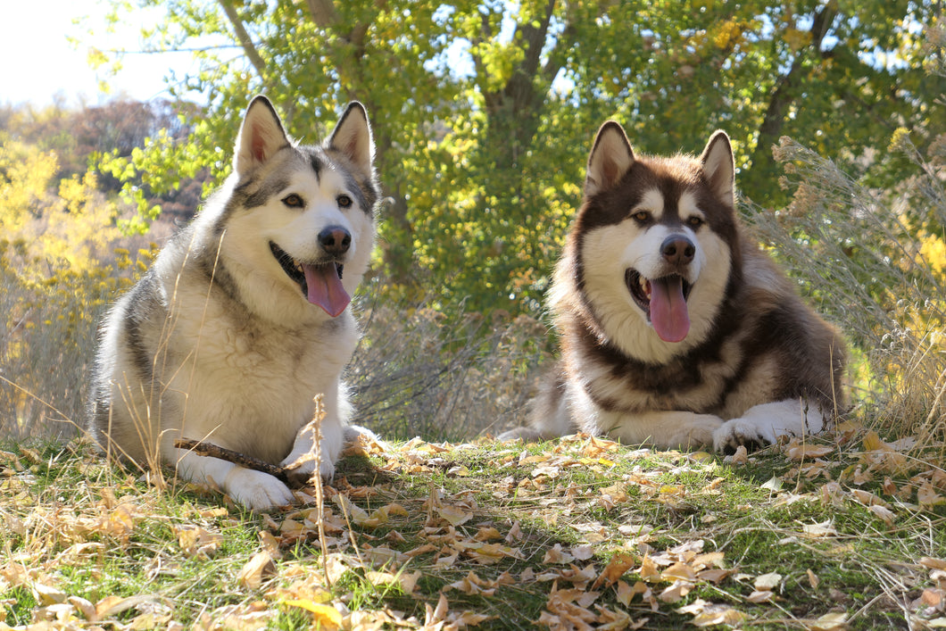 Henry & Sadie the Malamutes sitting on a grassy, leafy hill with trees in the background