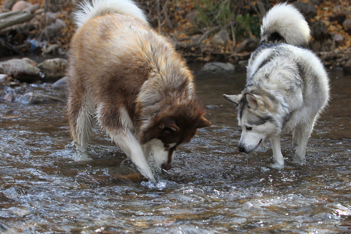 Henry & Sadie playing in the water at the dog park
