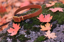 Load image into Gallery viewer, Henry &amp; Sadie Cinnamon Brown Collar withSolid Brass Hardware on Mossy Granite rock surrounded by fall red and orange leaves