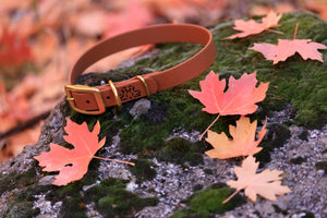 Henry & Sadie Cinnamon Brown Collar withSolid Brass Hardware on Mossy Granite rock surrounded by fall red and orange leaves