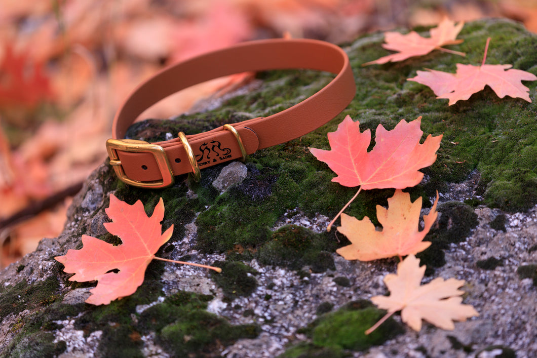 Henry & Sadie Cinnamon Brown Collar withSolid Brass Hardware on Mossy Granite rock surrounded by fall red and orange leaves