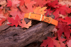Henry & Sadie Pumpkin Orange Collar with Solid Brass Hardware on a log surrounded by fall red and orange leaves