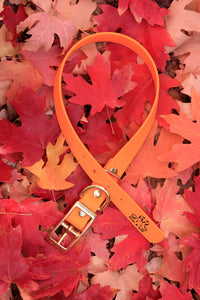 Henry & Sadie Pumpkin Orange Collar with SolidBrass Hardware  surrounded by fall red and orange leaves