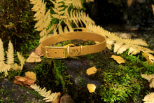 Load image into Gallery viewer, Henry &amp; Sadie Autumn Gold Collar with Solid Brass Hardware on a mossy black rock with yellow leaves in the background