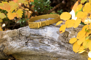Henry & Sadie Autumn Gold Collar with Solid Brass Hardware on a log with yellow leaves in the background