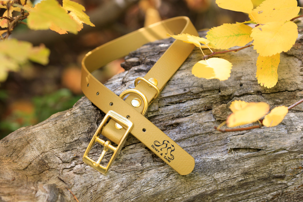 Henry & Sadie Autumn Gold Collar with Solid Brass Hardware on a log with yellow leaves in the background
