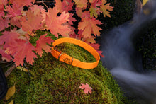 Load image into Gallery viewer, Henry &amp; Sadie Pumpkin Orange Collar with Solid Brass Hardware on mossy rock surrounded by fall red  leaves and waterfall in the background