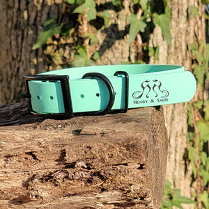 Henry & Sadie Sea Foam Green Collar with Black Hardware sitting on a log with a tree and green leaves in the background. Picture provided by Britney Muth