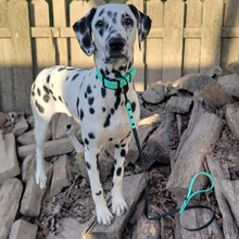 Load image into Gallery viewer, Venture the Dalmation wearing a Henry &amp; Sadie Sea Foam Green Collar with Black Hardware with a matching two-tone lead standing on a wood pile with a fence in the background.  Picture provided by Britney Muth