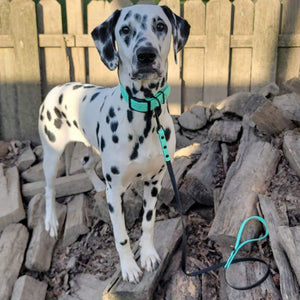 Venture the Dalmation wearing a Henry & Sadie Sea Foam Green Collar with Black Hardware with a matching two-tone lead standing on a wood pile with a fence in the background.  Picture provided by Britney Muth